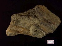 藏品(大型哺乳動物腿骨化石)的圖片
